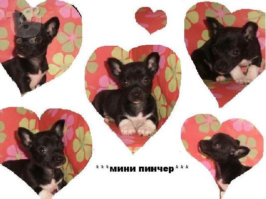 PoulaTo: ***ΜΙΝΙ ΠΙΝΤΣΕΡ (MINIATURE PINSCHER)-210ευρώ***