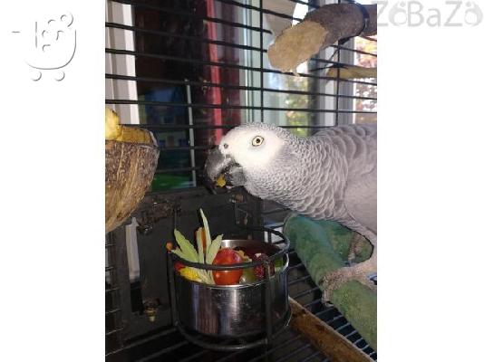 African Grey Parrots for sale