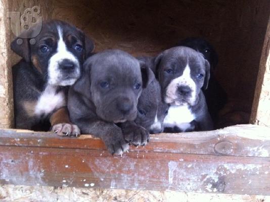 CANE CORSO