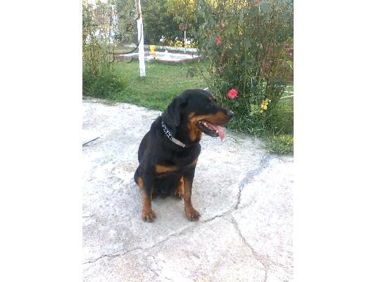 πωλειται θηλυκο ροτβαιλερ-rottweiler