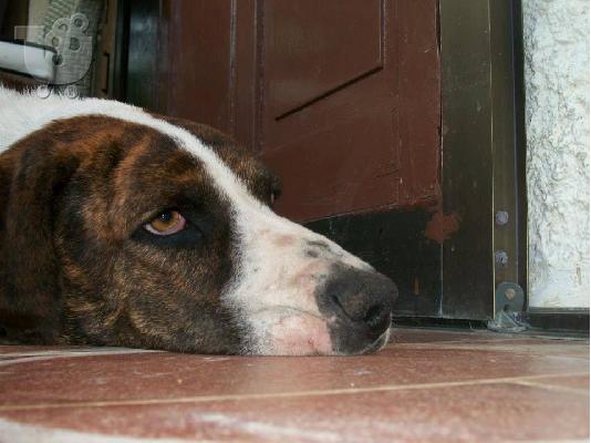 ΗΜΙΑΙΜΟ BULL TERRIER ΠΡΟΣ ΥΙΟΘΕΣΙΑ,ΑΡ ΠΡΩΤ 4247/02