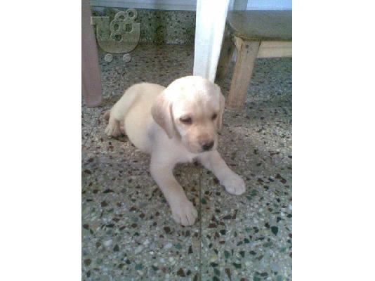 Labrador retriever Λαμπραντόρ