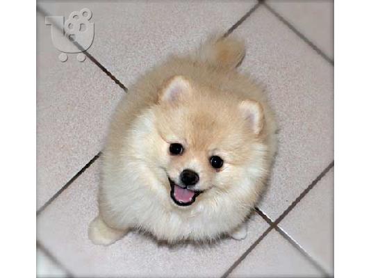 PoulaTo: Δύο φοβερό Pomeranian κουτάβια