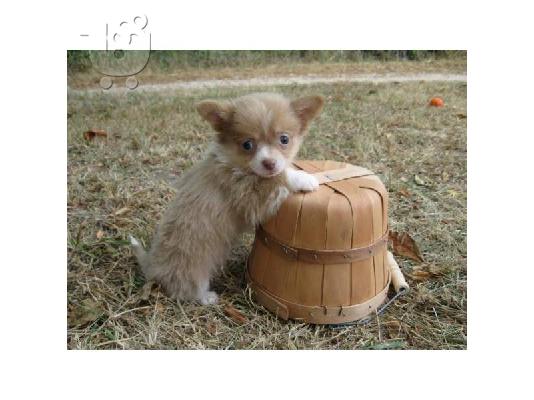 ΚΑΛΑΙΣΘΗΤΟ PUPPY CHIHUAHUA για υιοθεσία