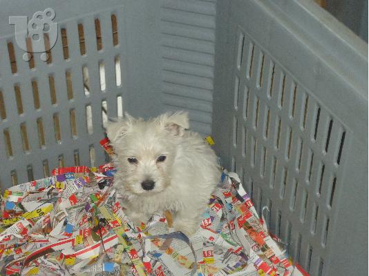 PoulaTo: west highland white terrie