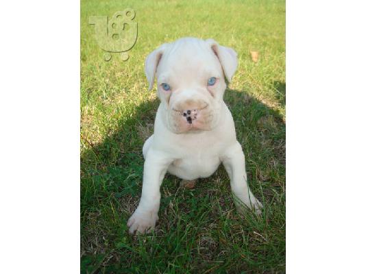 PoulaTo: boxer (blue eyes)