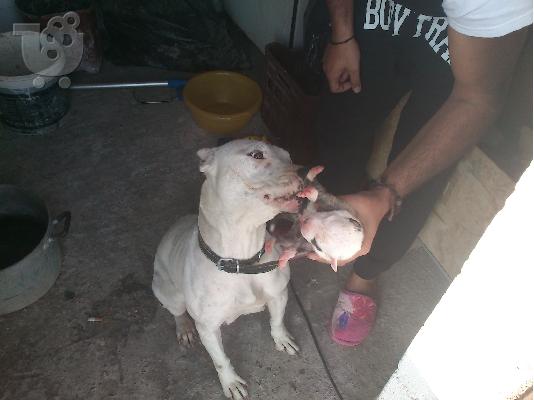 pitbull