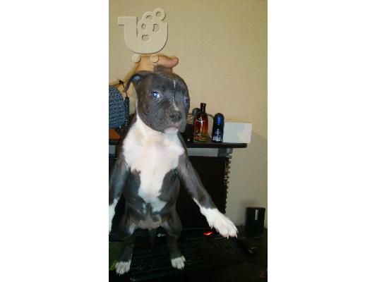 blue pitbull