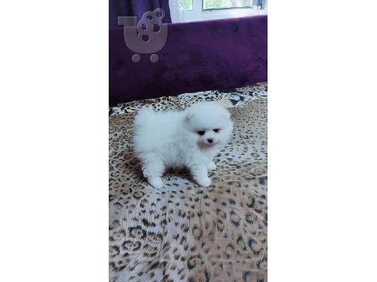 PoulaTo: Εκπαιδευμένα κουτάβια Pomeranian