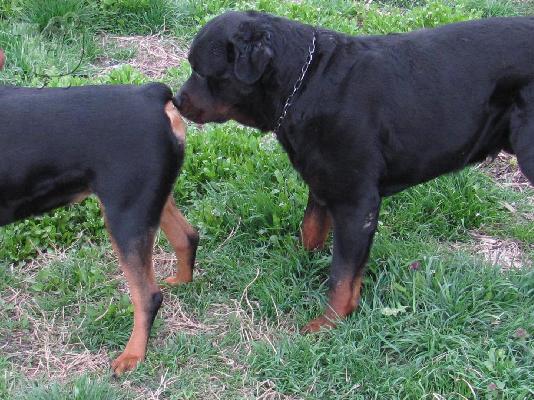 Rottweiler