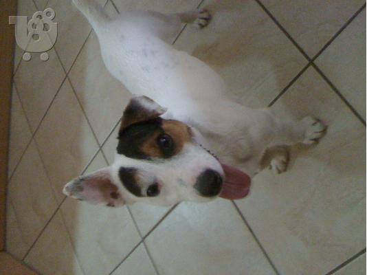 ΖΗΤΕΙΤΕ TZAK ΡΑΣΕΛ ΤΕΡΙΕ ΓΙΑ ΖΕΥΓΑΡΩΜΑ Jack Russell Terrier
