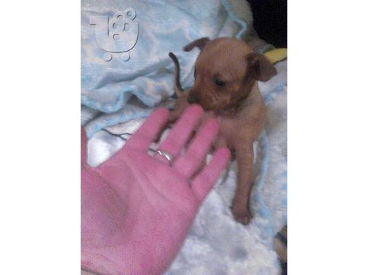 PoulaTo: pincher miniatoyres katharoaima