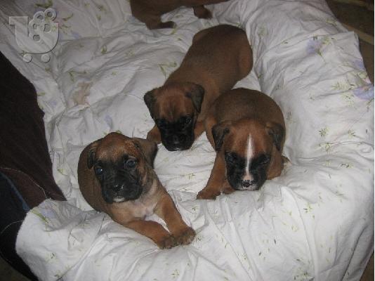 boxer