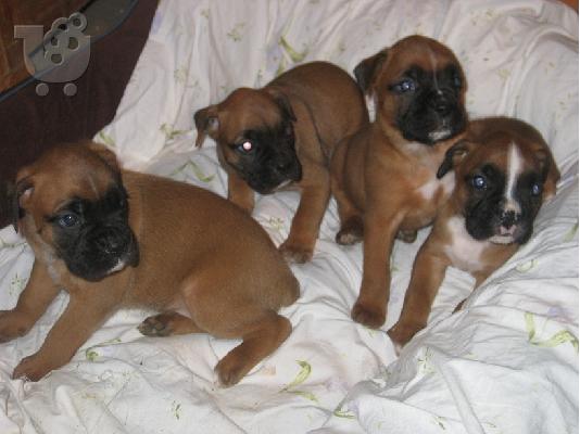 PoulaTo: boxer