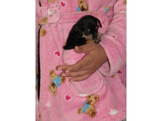 pinscher πώληση