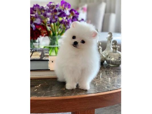 PoulaTo: Σούπερ χαριτωμένο pomeranian κουτάβι