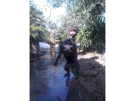 PoulaTo: pitbull blue nose xl κουταβια αρσενικο θηλικο
