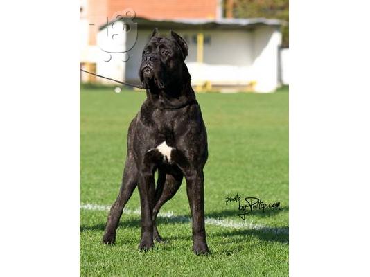 CANE CORSO