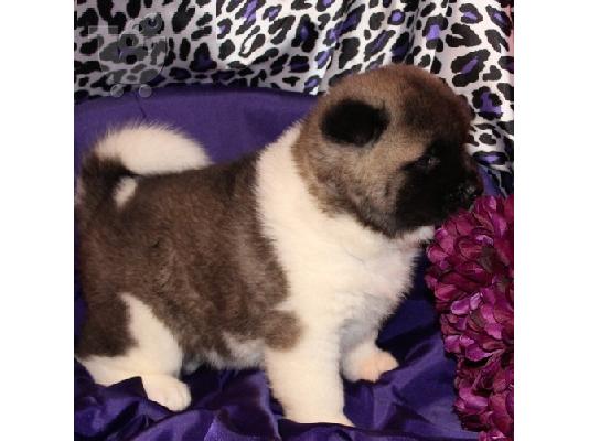 PoulaTo: male and Female Akita  puppies for adoption