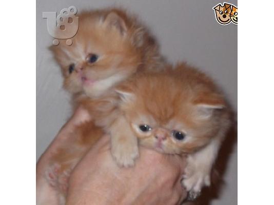 Classic Τιγρέ Maine Coon γατάκια