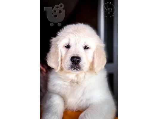 Κουτάβια Golden Retriever