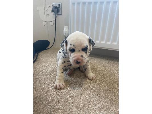 Dalmatian Pups forsale