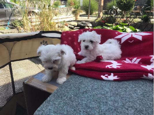 PoulaTo: 2 υπέροχα bichon Μάλτα αναζητούν ν