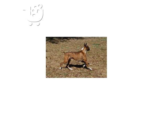 AKC καταχωρηθεί κουτάβι μπόξερ για υιοθεσία