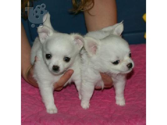yorkshire,maltese,labrador,english bulldog,chihuahua,husky