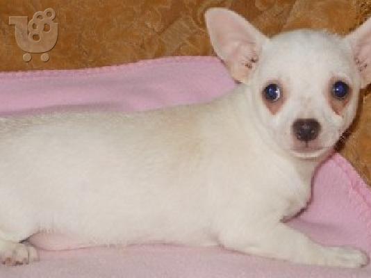 Chihuahua Puppies