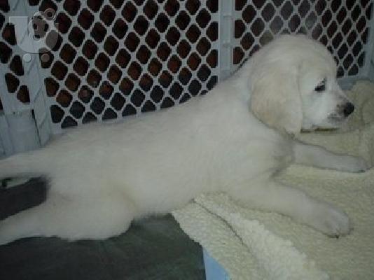 LABRADOR PUPPIES