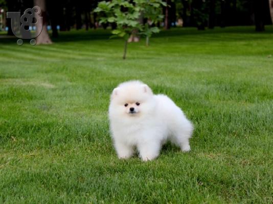 Ένας υπέροχος Pomeranian ψάχνει για ένα νέο σπίτι Έχουμε ένα ωραίο...