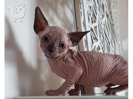 Γεια σας έχω προς πώληση όμορφα γατάκια Sphinx. Έμαθε...