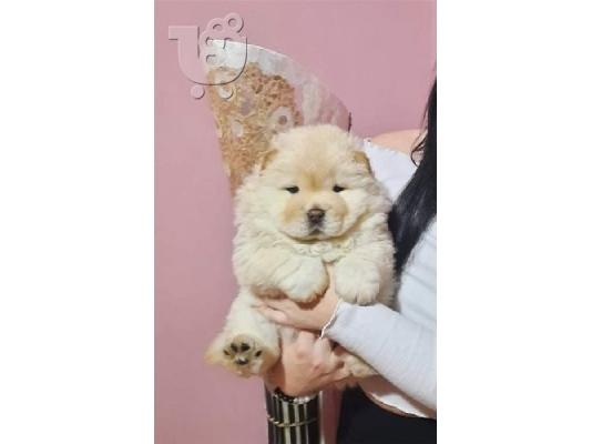 PoulaTo: Όμορφα κουτάβια Chow Chow