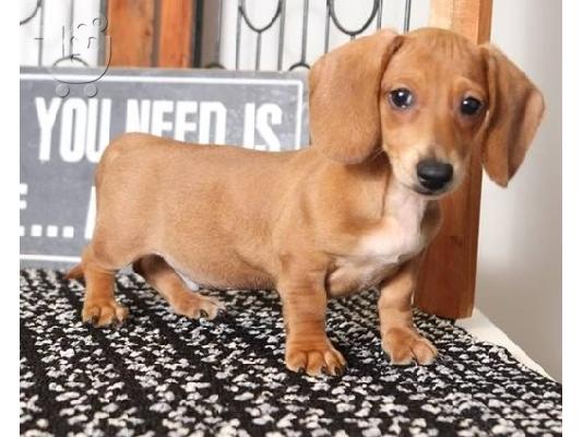 PoulaTo: Dachshund κουτάβια προς πώληση