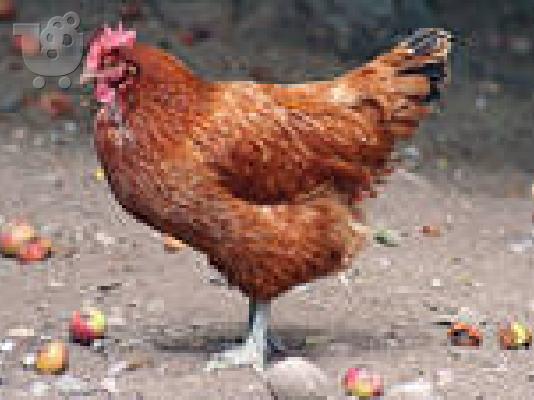 PoulaTo: POLOYNTAI KOTES 6985715357