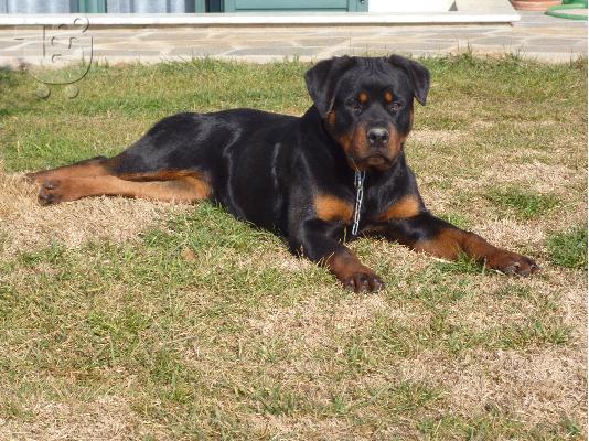 εκπαιδευμενα μεγαλοσωμα rottweiler