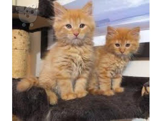 Διαθέσιμο Maine Coon γατάκια