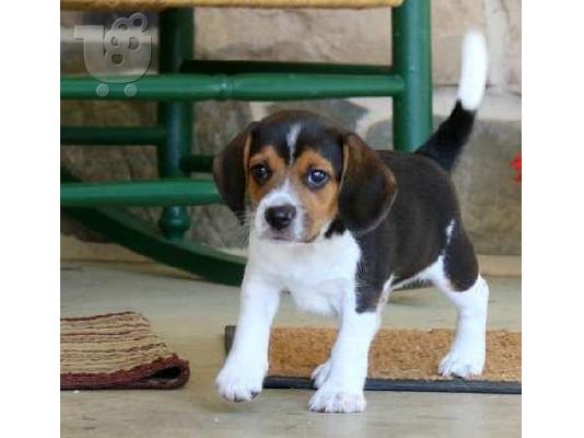 PoulaTo: Πολύ γλυκά γοητευτικά κουτάβια Beagle