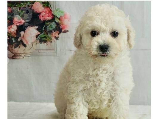 PoulaTo: Teacup Poodle κουτάβια