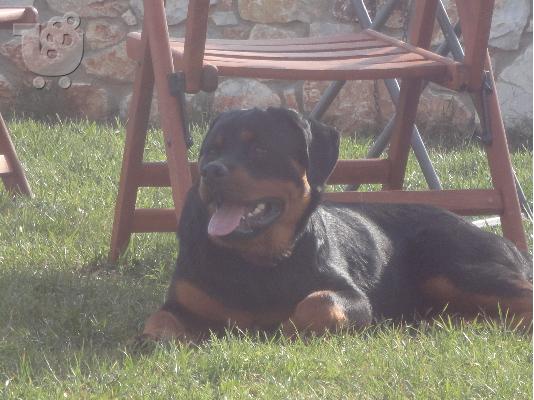 εκπαιδευμενα μεγαλοσωμα rottweiler
