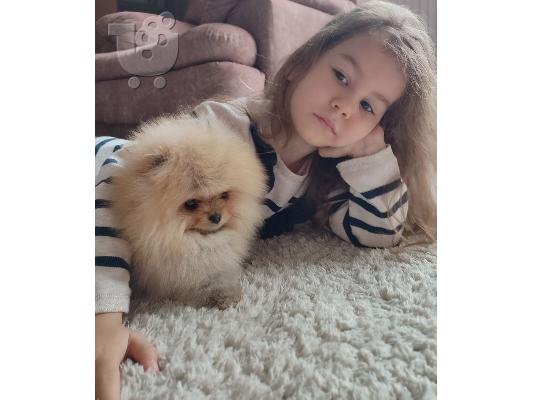 Pomeranian κουτάβια