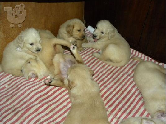 PoulaTo: GOLDEN RETRIEVER 