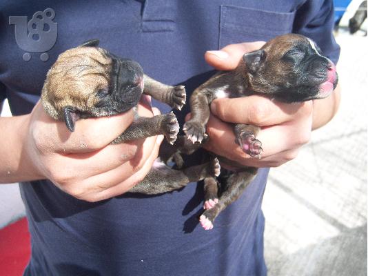 bandog ΚΟΥΤΑΒΙΑ  ΜΑΣΤΙΦ Μαστίφ Μαστίφ