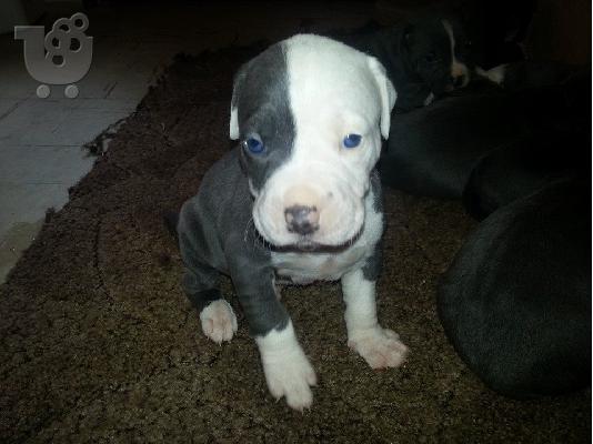 pit bull blue spania