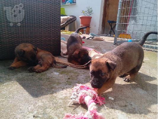 Belgian Malinois