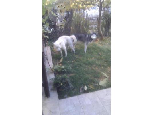 HUSKY (ΧΑΣΚΙ)
