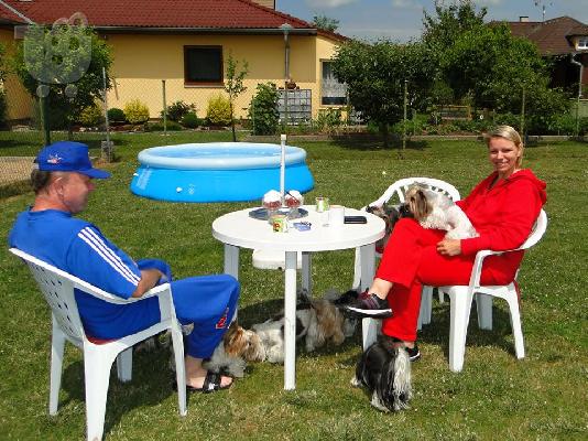 Χαριτωμένο καθαρόαιμο κουτάβι biewer yorkshire terrier