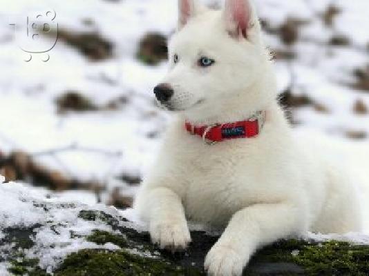 Siberian Xaski
