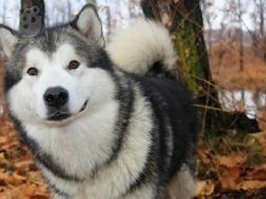 PoulaTo: Alaskan malamute